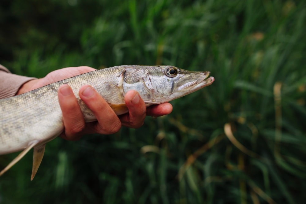 Angler holding a small pike caught in Ireland, close-up with green grass background – pike fishing Ireland