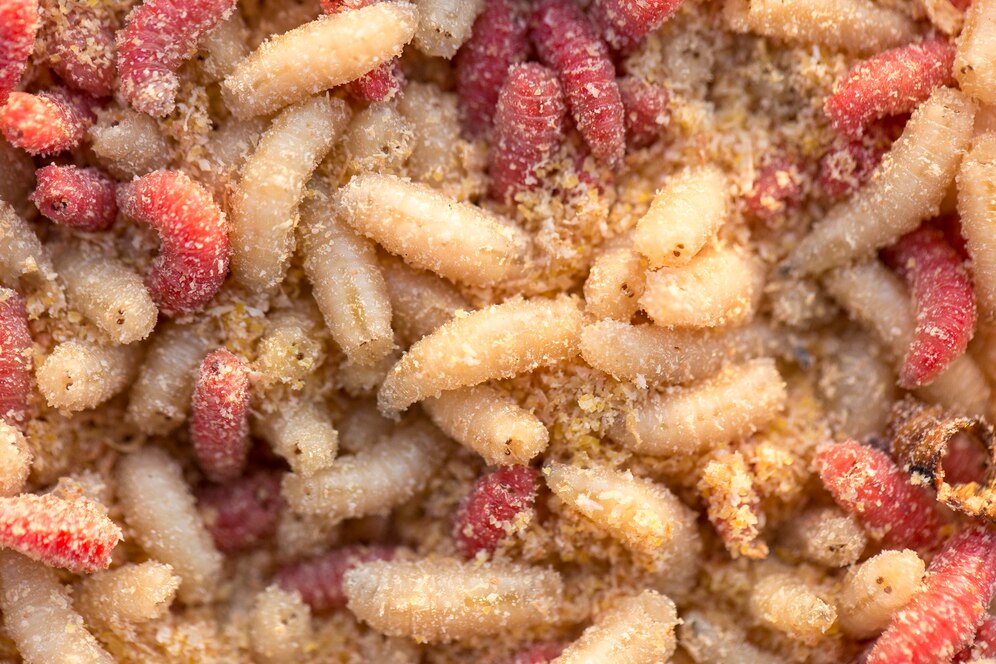 How to Fish with Maggots: Top Tricks and Tactics