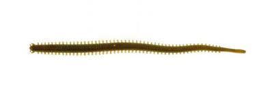 Berkley Gulp! Sandworm 2'' Camo