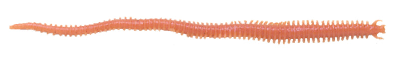 Berkley Gulp Fat Sandworm 4'' Natural