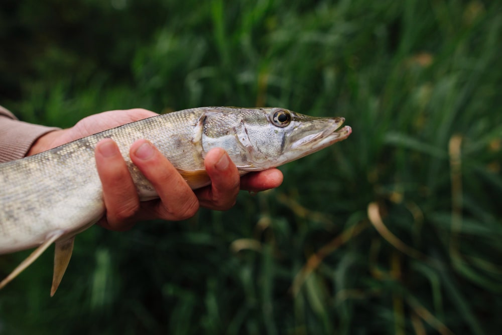 Pike fishing in Ireland: tips for anglers