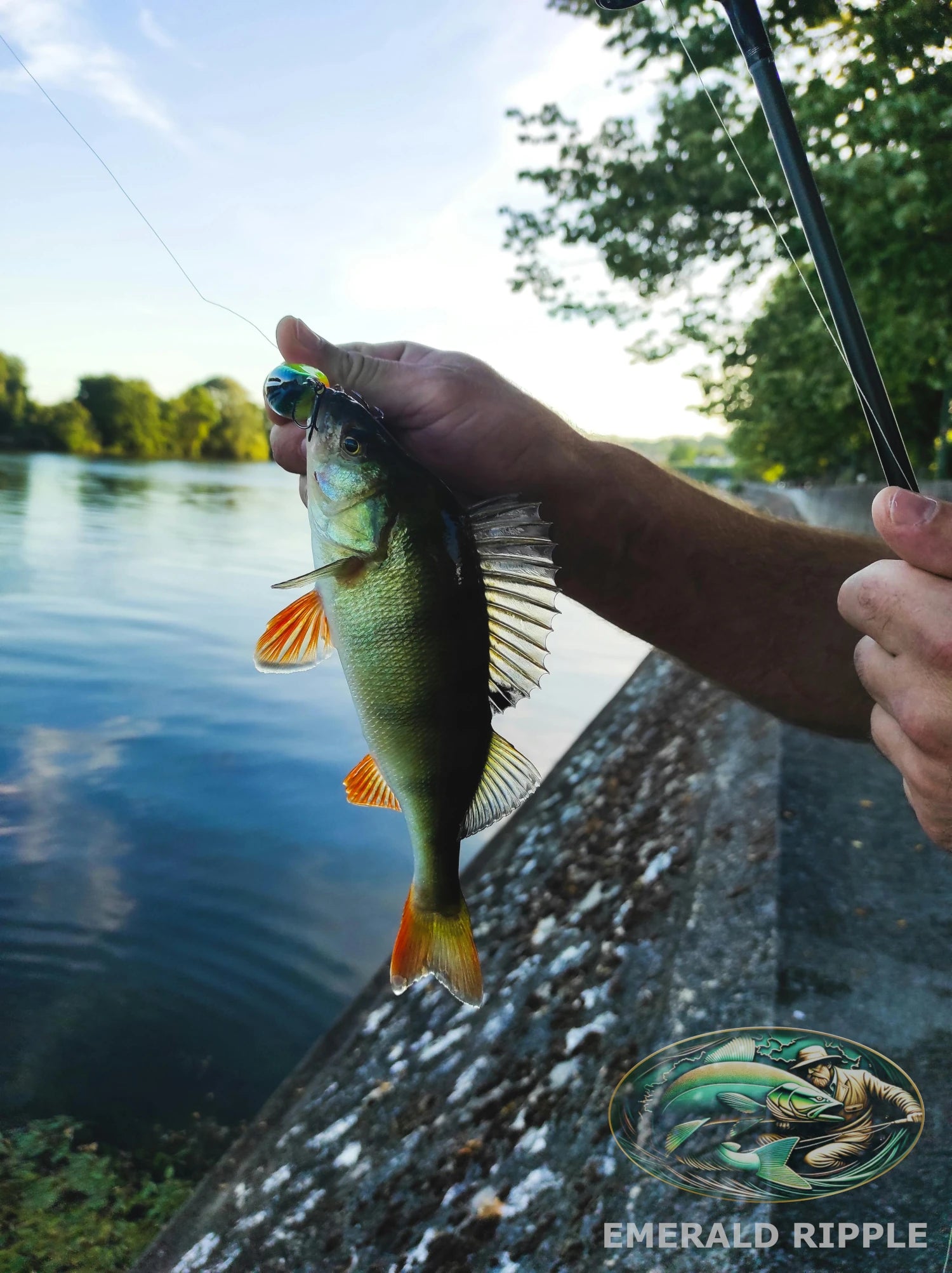 Perch Ireland fishing Emerald Ripple