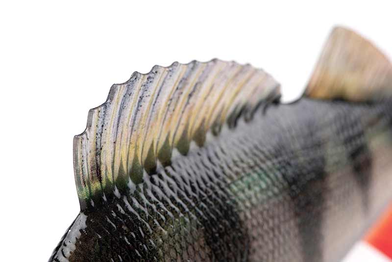 Fox Rage Ultra Realistic Perch Replicant 14cm 52g