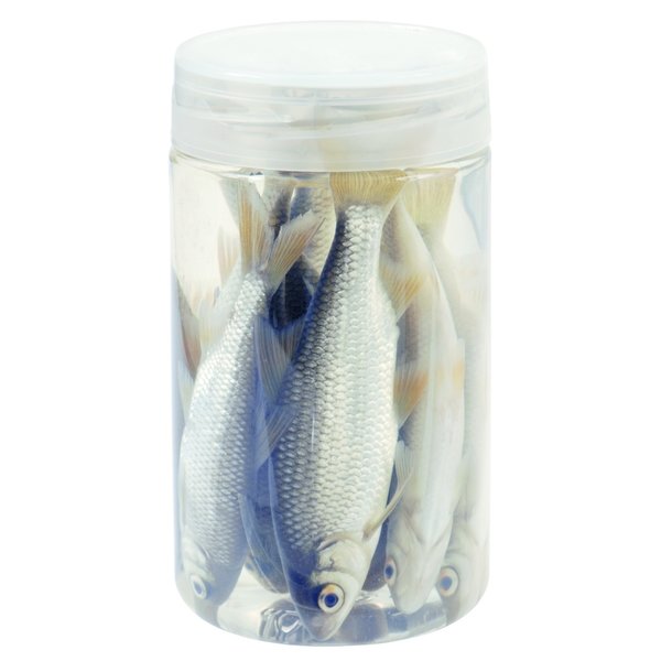 DeadBait Jar Roach