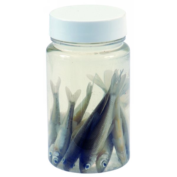 DeadBait Jar Roach