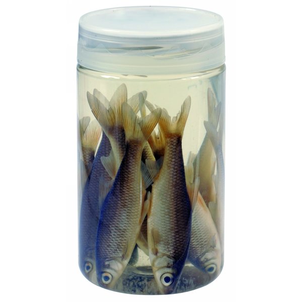 DeadBait Jar Roach