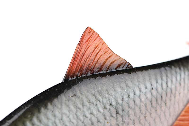 Fox Rage Ultra Realistic Roach Replicant 18cm 83g