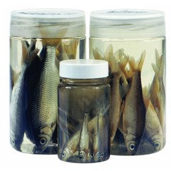 DeadBait Jar Roach